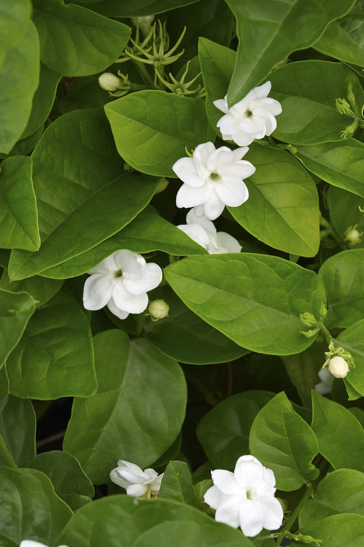 Arabian Jasmine