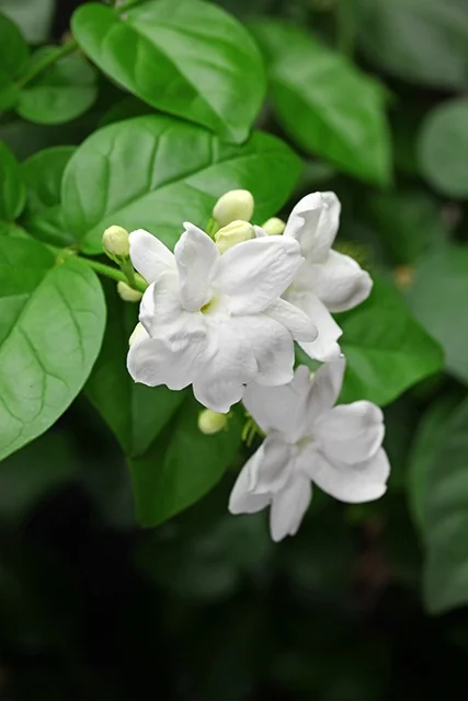Arabian Jasmine