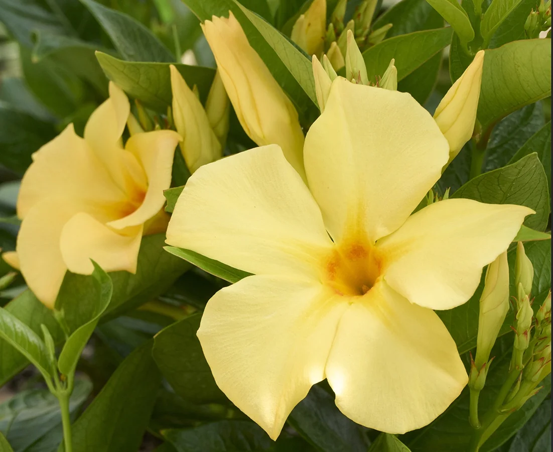 Sun Parasol® Sunbeam Mandevilla