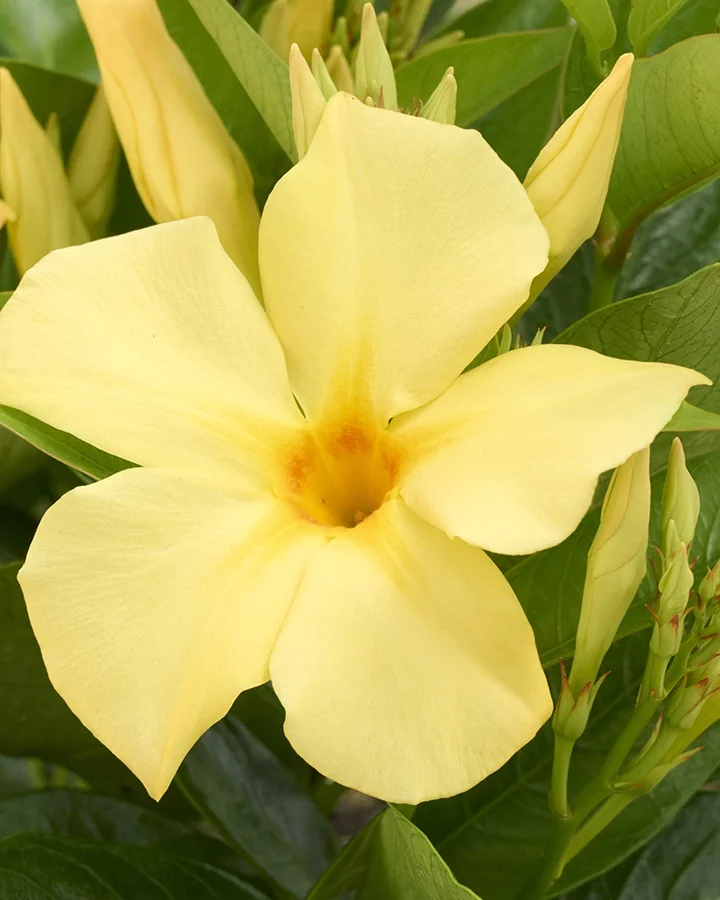 Sun Parasol® Sunbeam Mandevilla