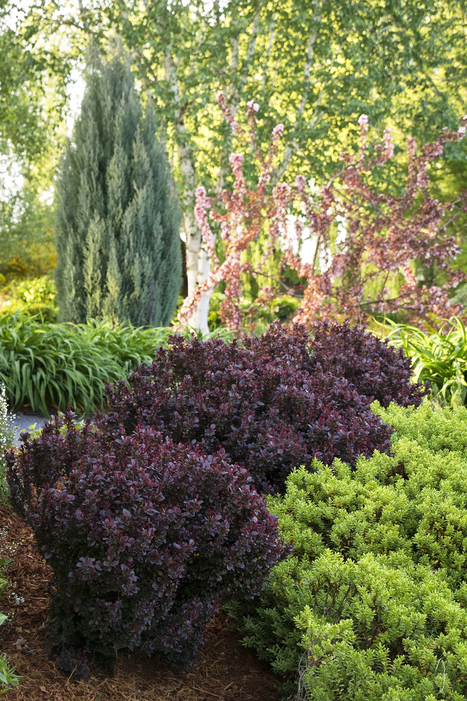 Concorde Japanese Barberry 2 Concorde Japanese Barberry