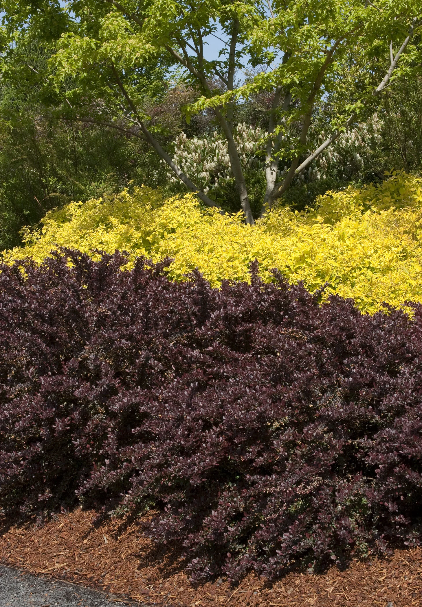 Crimson Pygmy Dwarf Japanese Barberry
