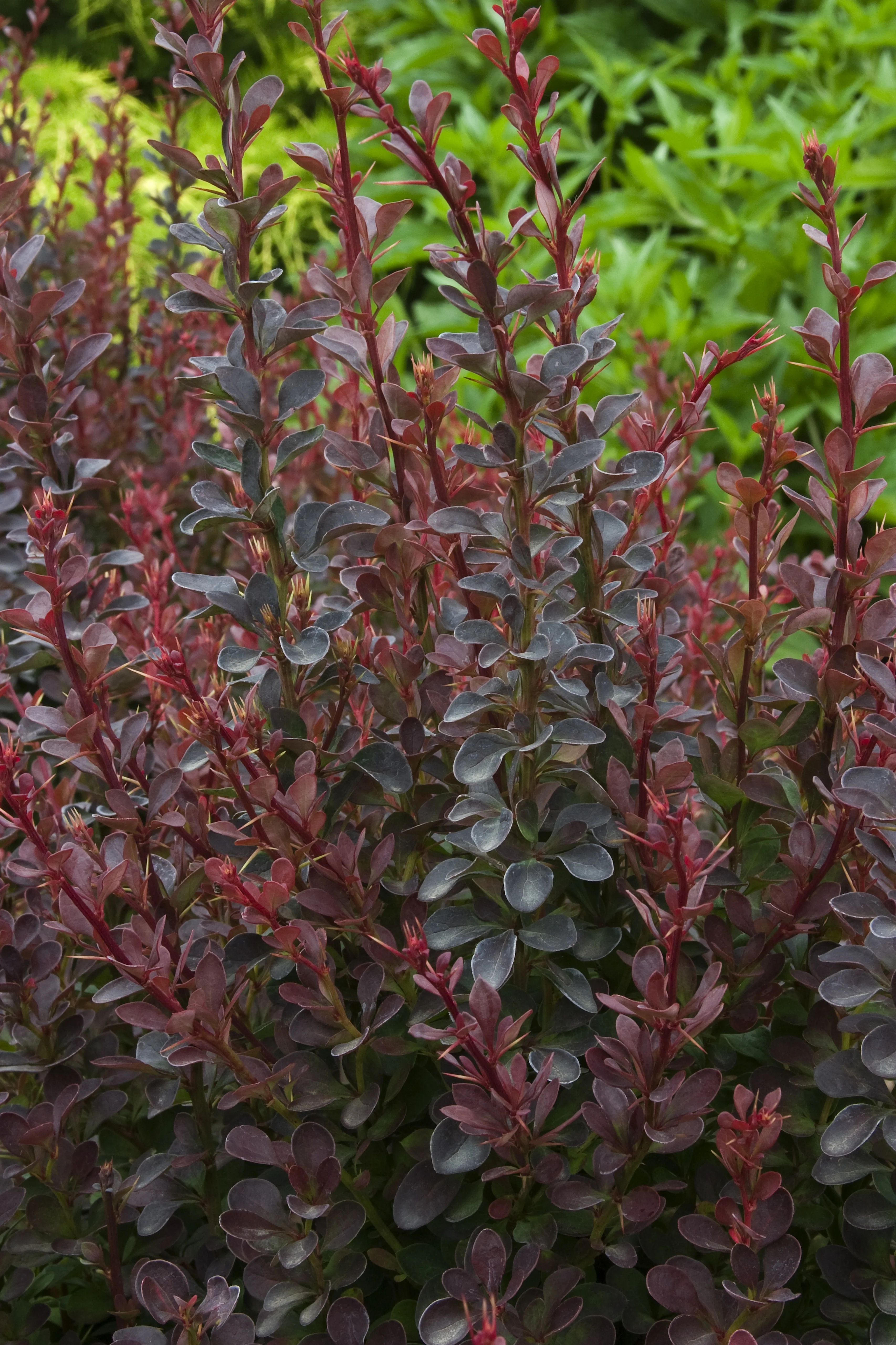Royal Burgundy® Barberry 1 Royal Burgundy® Barberry