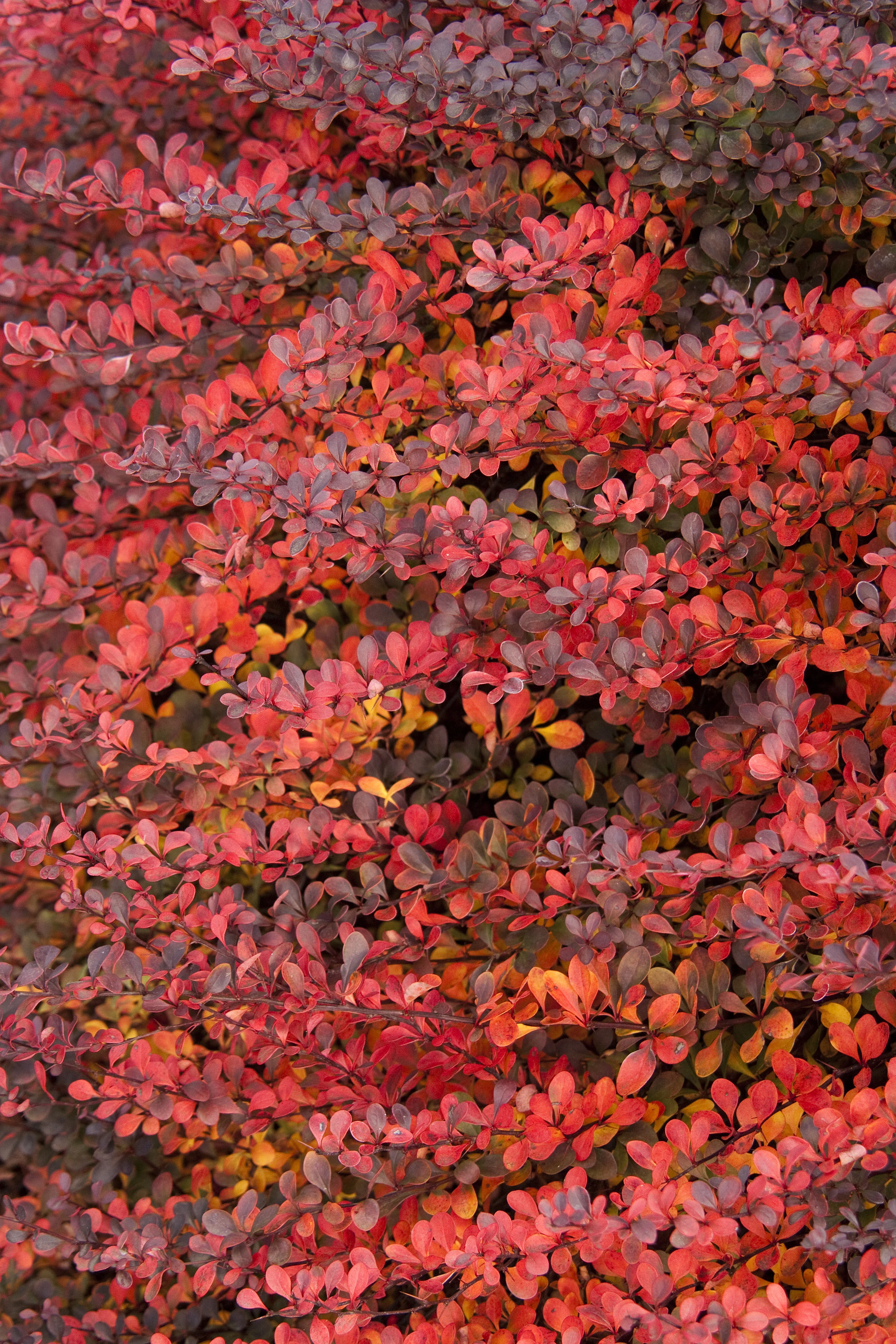 Royal Burgundy® Barberry 2 Royal Burgundy® Barberry