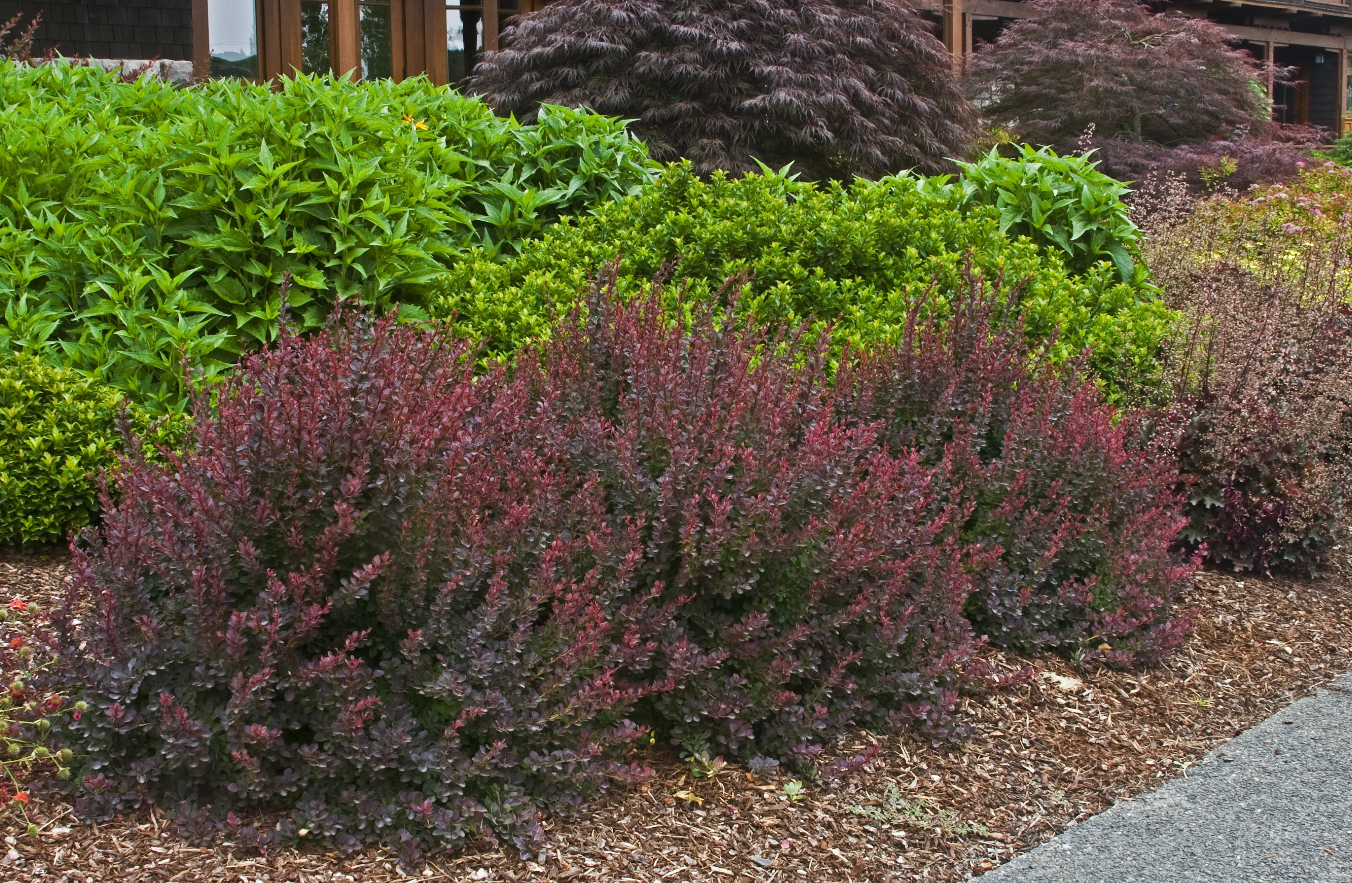 Royal Burgundy® Barberry 3 Royal Burgundy® Barberry