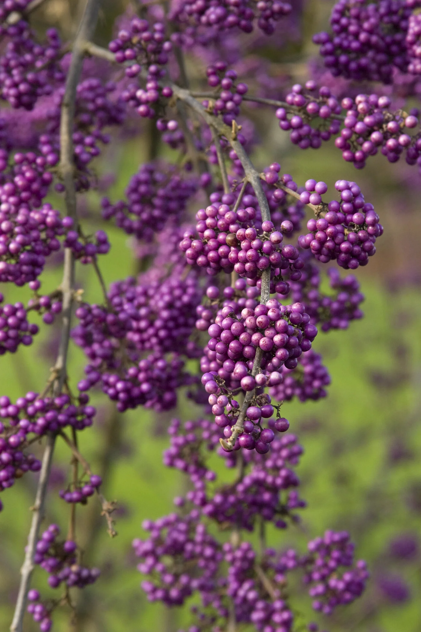 Profusion Beautyberry 6 Profusion Beautyberry