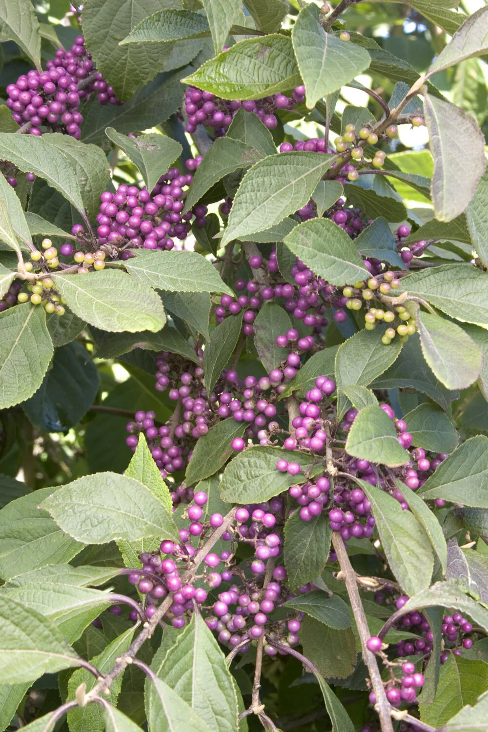 Profusion Beautyberry 2 Profusion Beautyberry