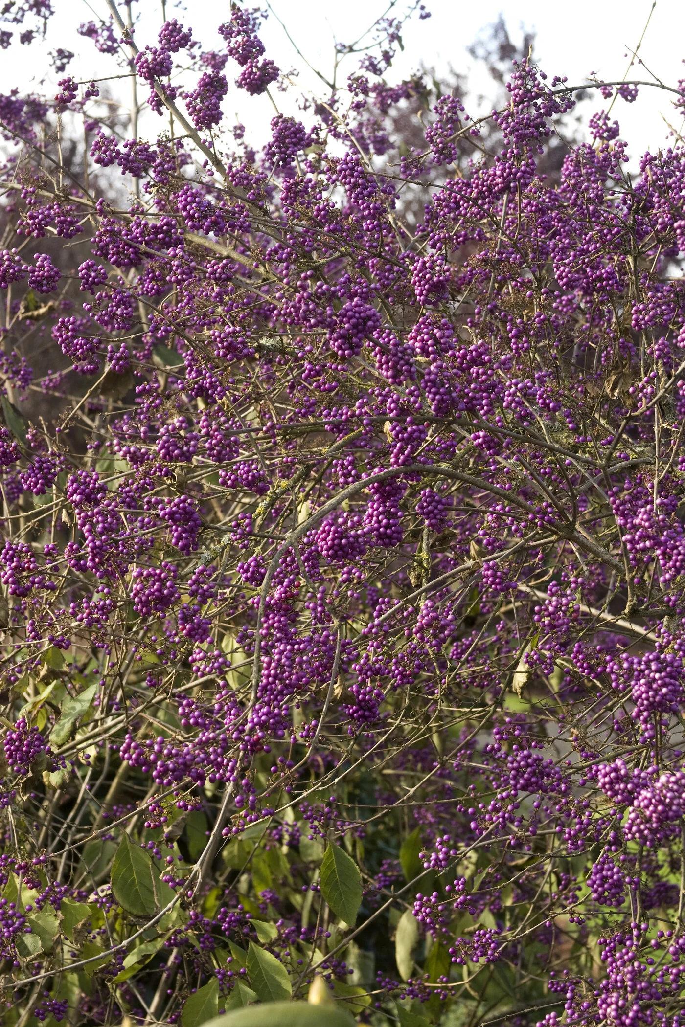 Profusion Beautyberry 3 Profusion Beautyberry