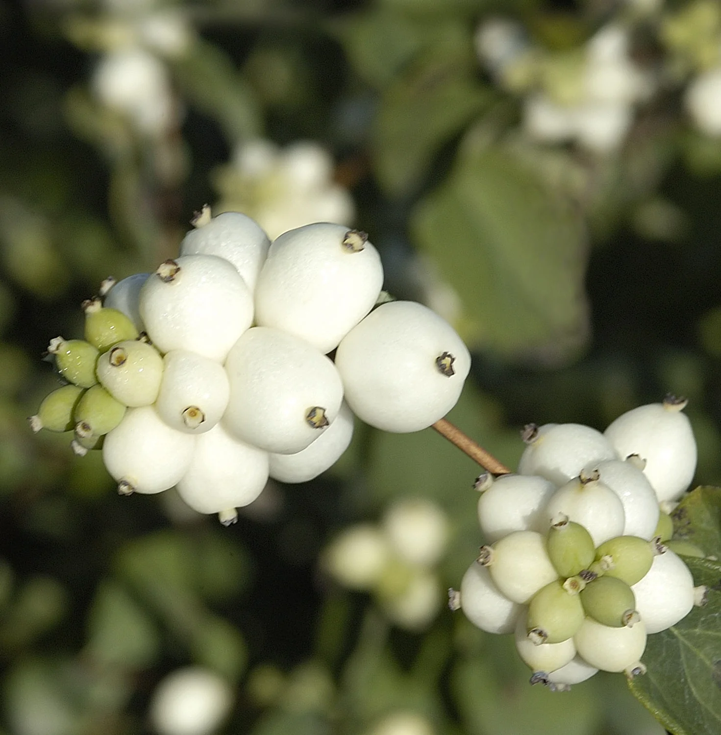 Bright Fantasy™ Snowberry 7 Bright Fantasy™ Snowberry