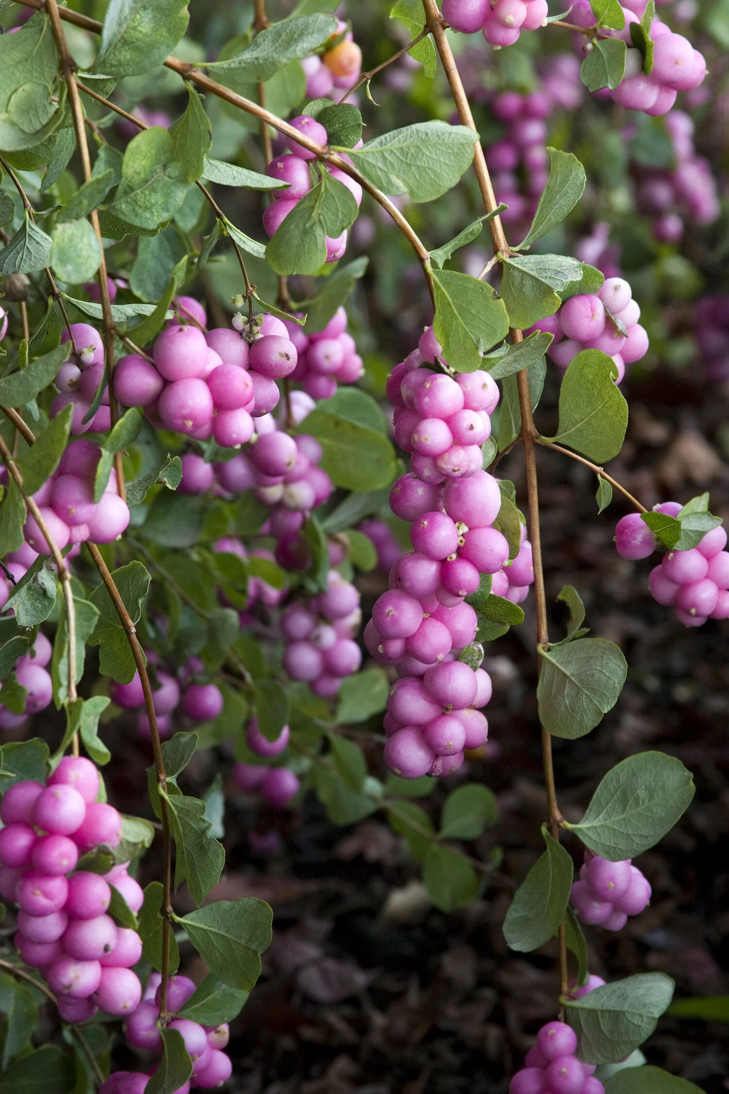Scarlet Pearl Snowberry 1 Scarlet Pearl Snowberry