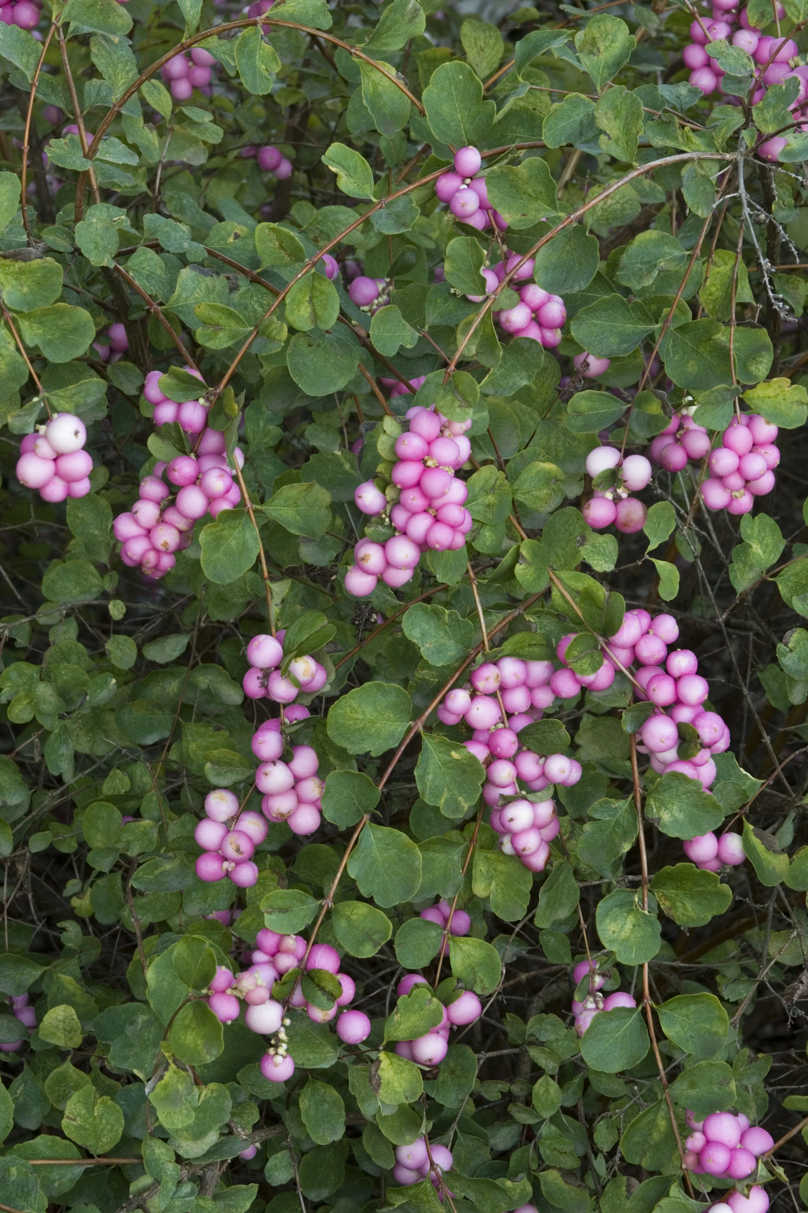 Scarlet Pearl Snowberry 3 Scarlet Pearl Snowberry