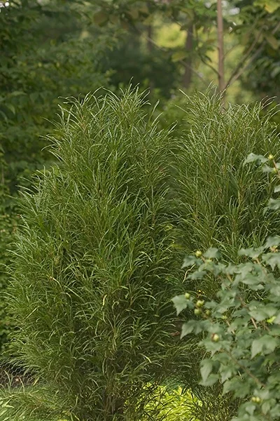 Fine Line® Fern Leaf Buckthorn