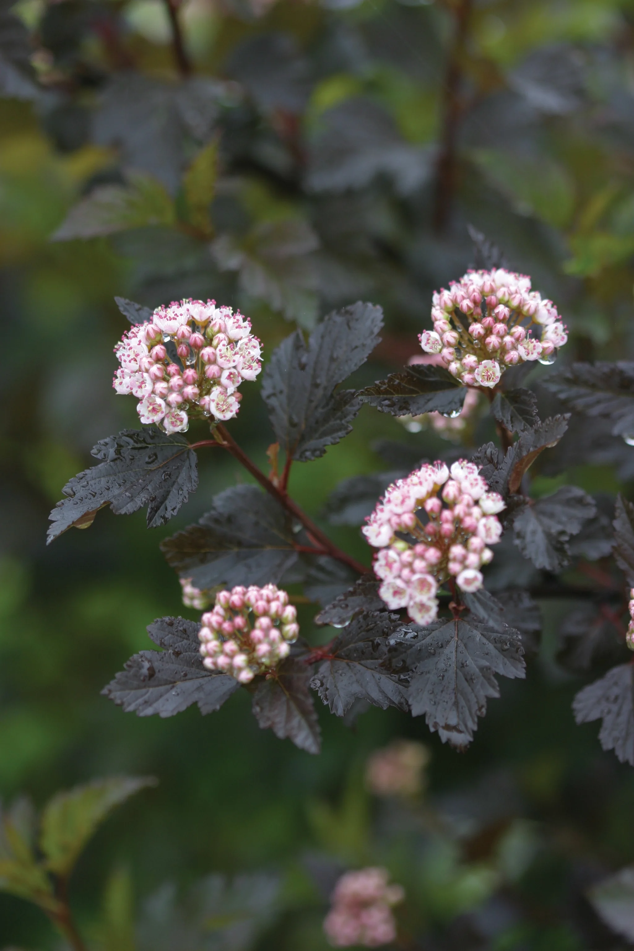 Summer Wine® Ninebark 9 Summer Wine® Ninebark