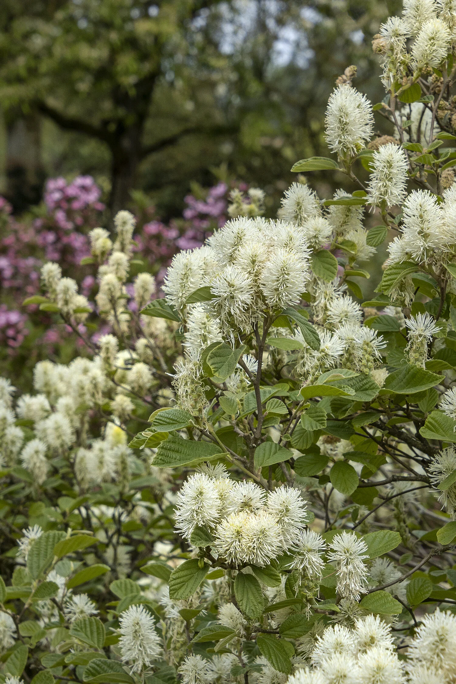 Mount Airy Fothergilla 1 Mount Airy Fothergilla