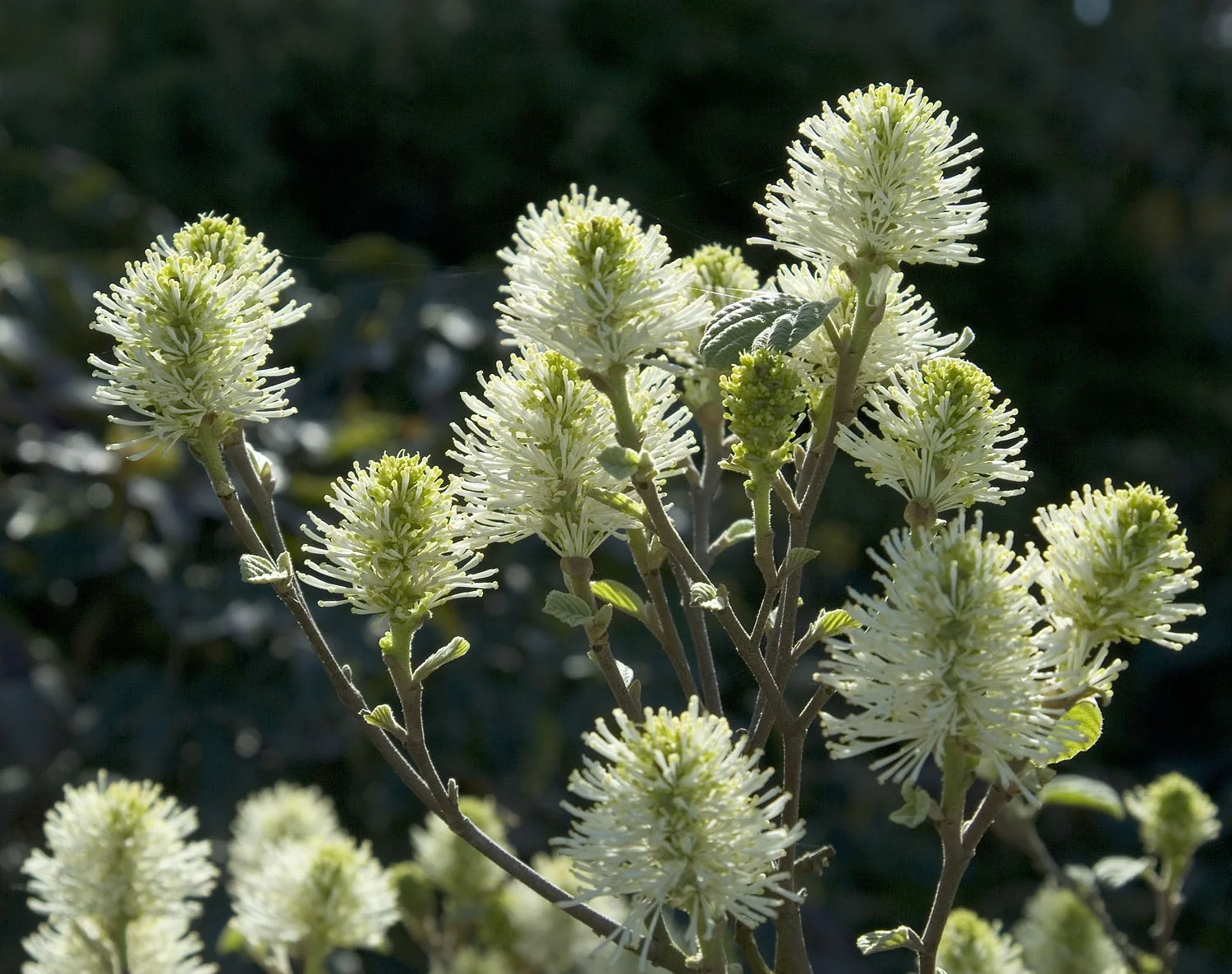 Mount Airy Fothergilla 2 Mount Airy Fothergilla