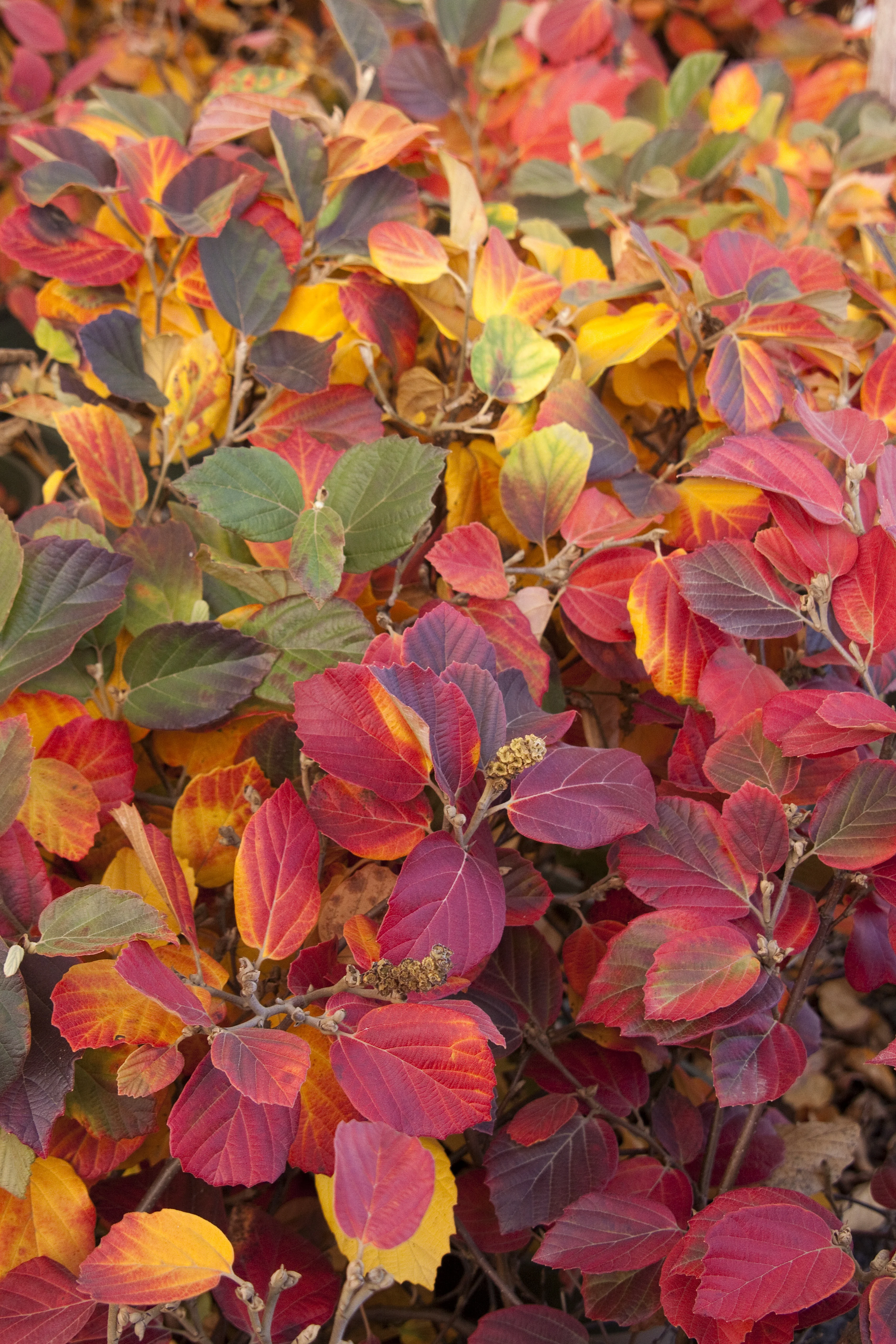 Mount Airy Fothergilla 3 Mount Airy Fothergilla