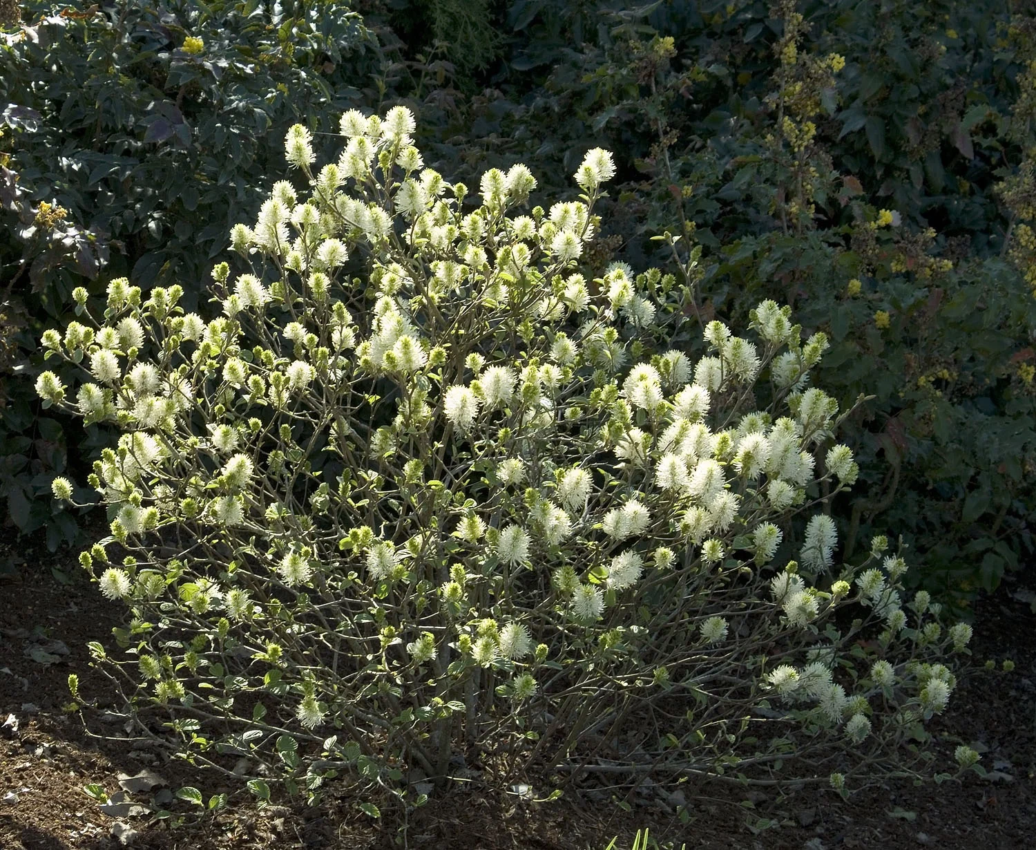Mount Airy Fothergilla 4 Mount Airy Fothergilla