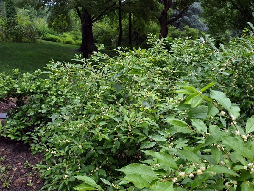 Southern Gentleman Winterberry