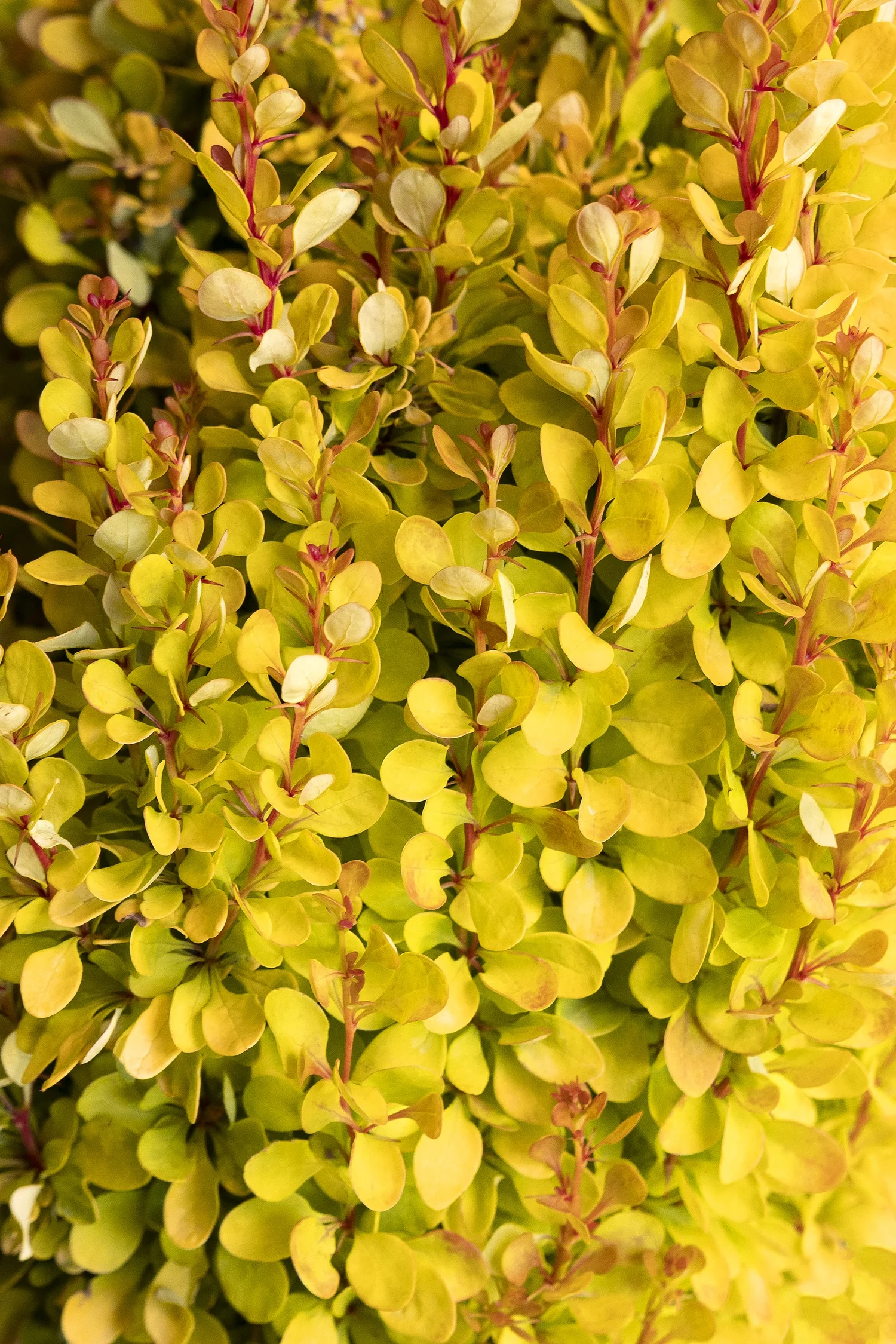 Golden Rocket Barberry 3 Golden Rocket Barberry