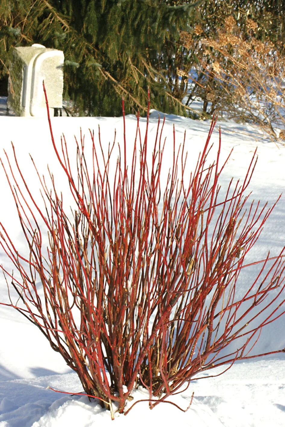 Arctic Fire® Red Twig Dogwood 10 Arctic Fire® Red Twig Dogwood