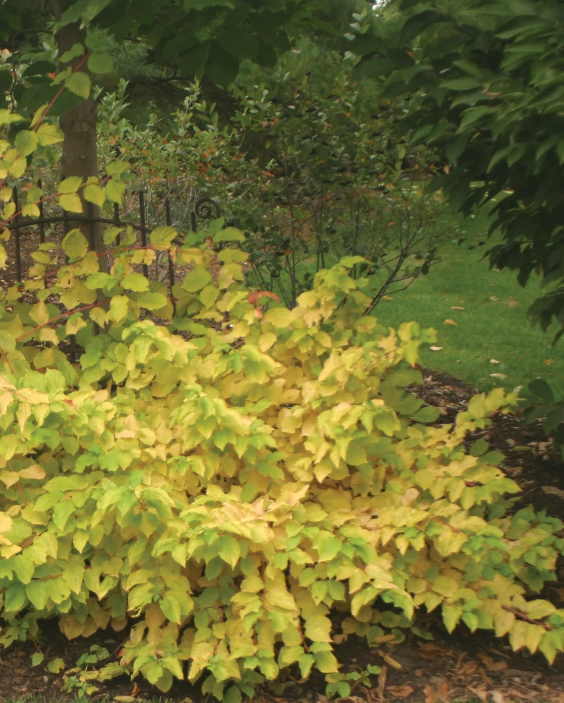 Arctic Sun® Red Twig Dogwood 3 Arctic Sun® Red Twig Dogwood