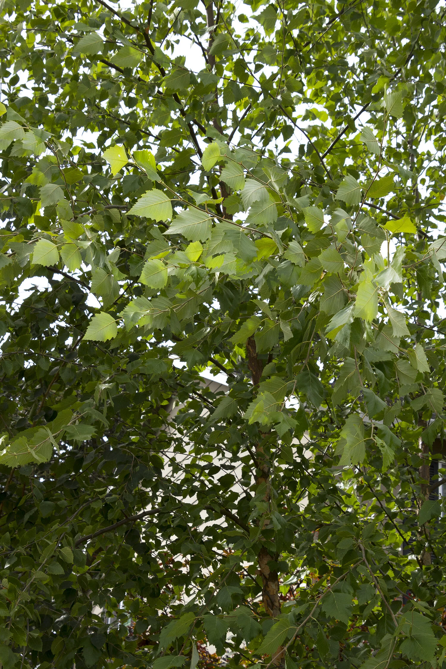 Dura Heat® River Birch 3 Dura Heat® River Birch