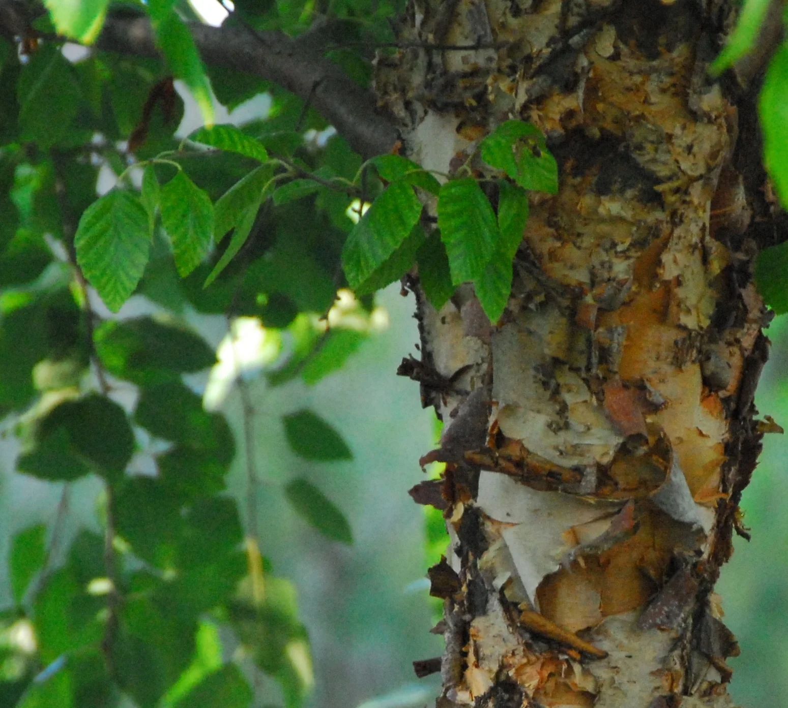 Dura Heat® River Birch 2 Dura Heat® River Birch