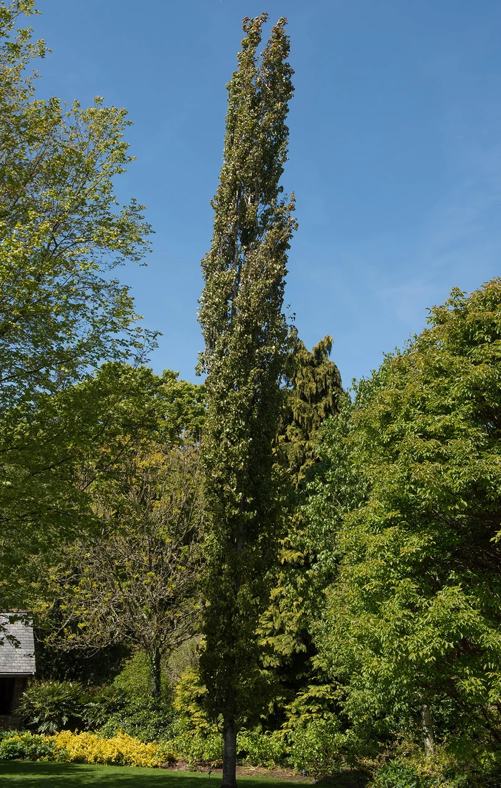 Columnar Swedish Aspen 1 Columnar Swedish Aspen