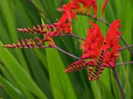 Lucifer Montbretia 1 Lucifer Montbretia