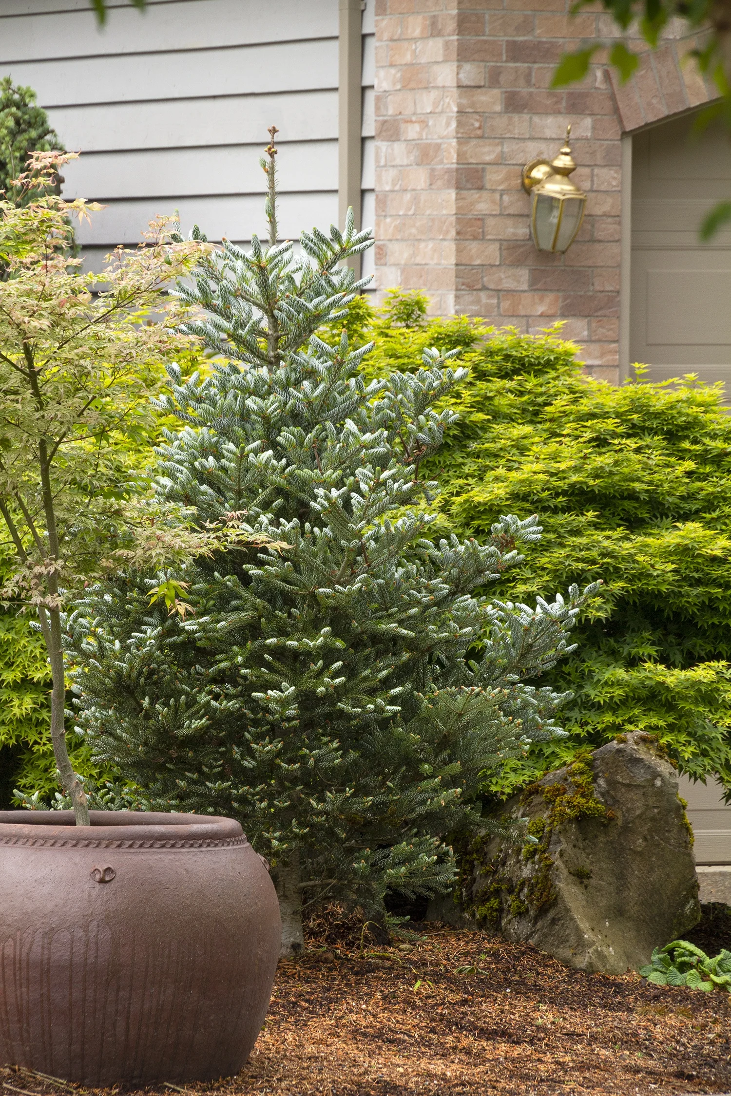 Horstmann's Silberlocke Korean Fir 2 Horstmann's Silberlocke Korean Fir