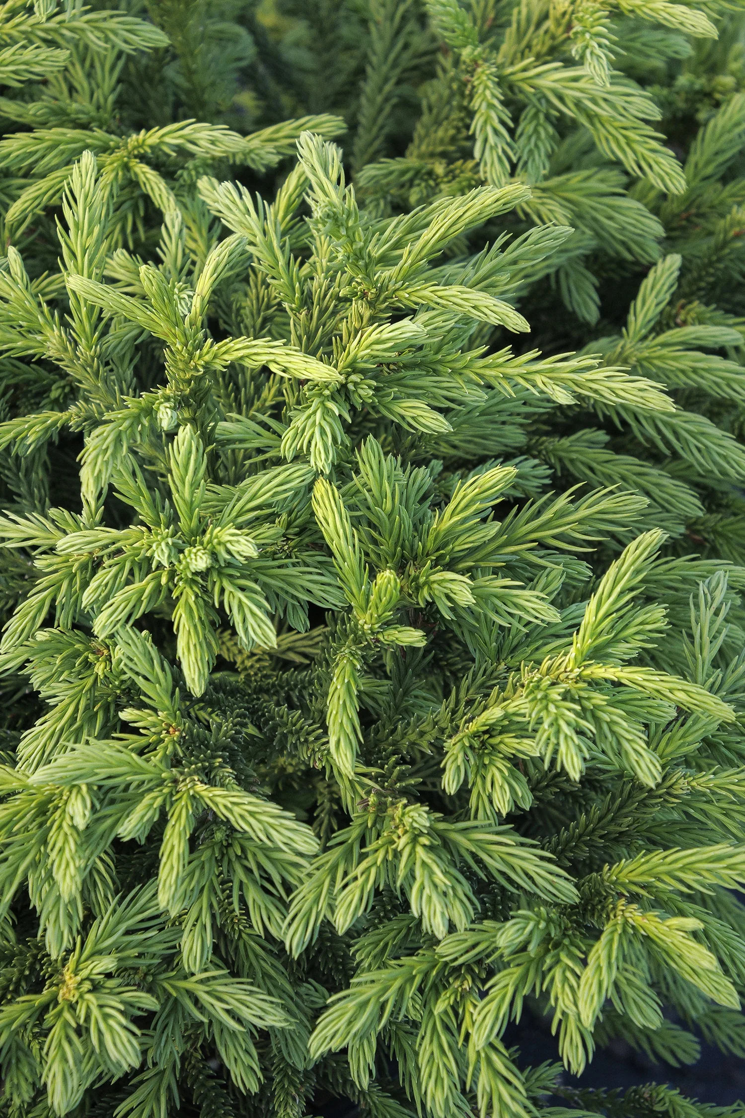Gyokuryu Japanese Cedar