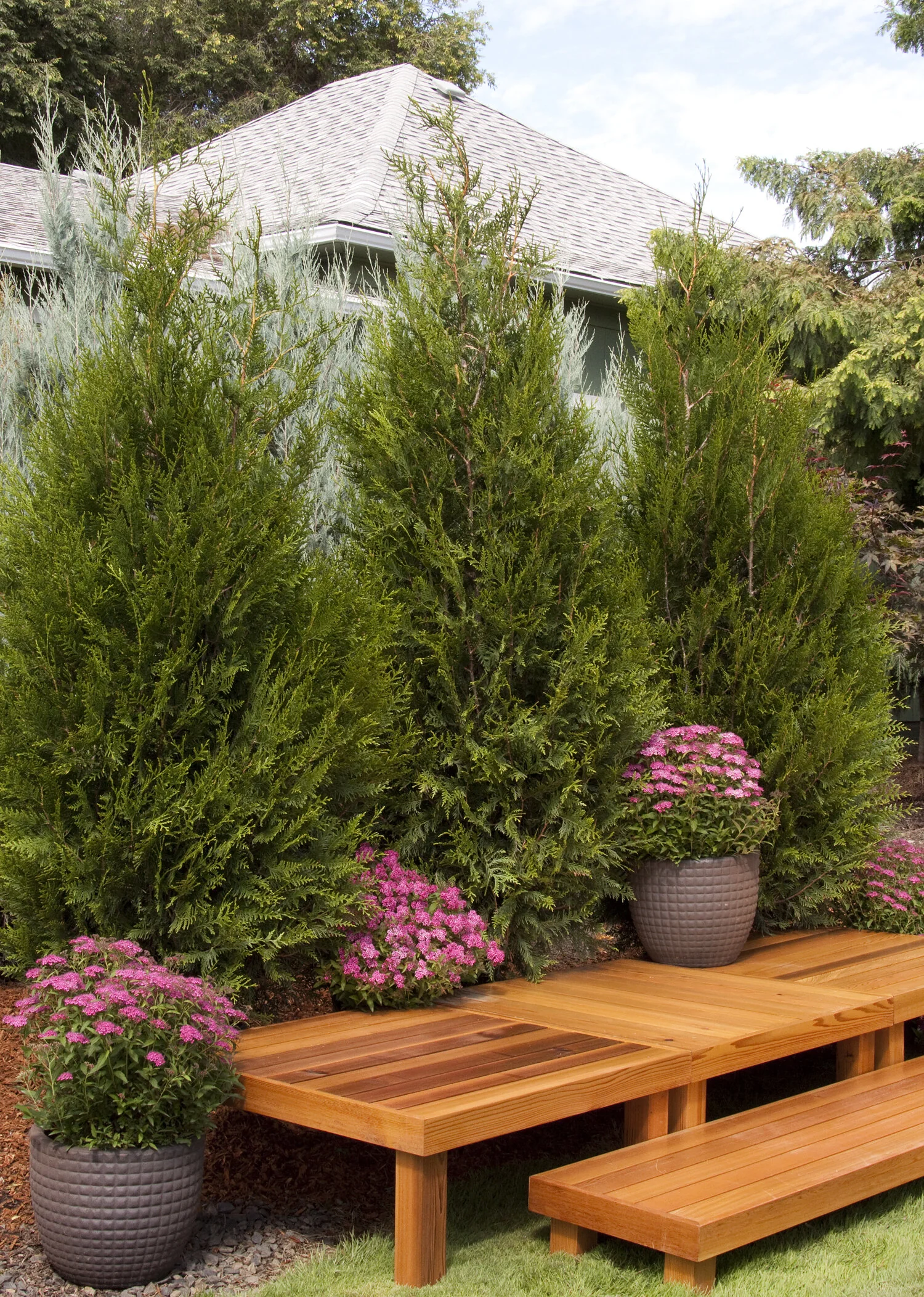 Tight Squeeze™ Western Red Cedar 4 Tight Squeeze™ Western Red Cedar