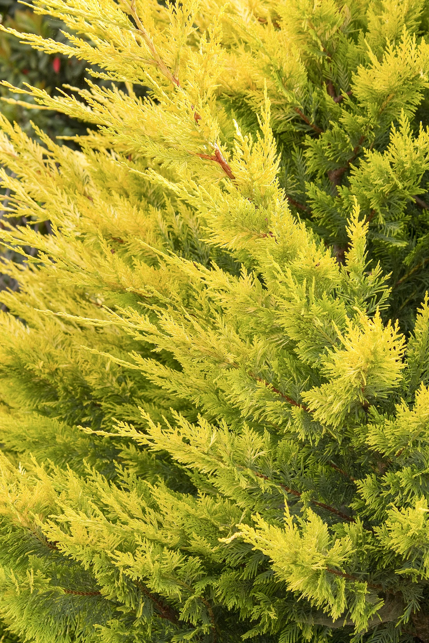Gold Rider Leyland Cypress 3 Gold Rider Leyland Cypress