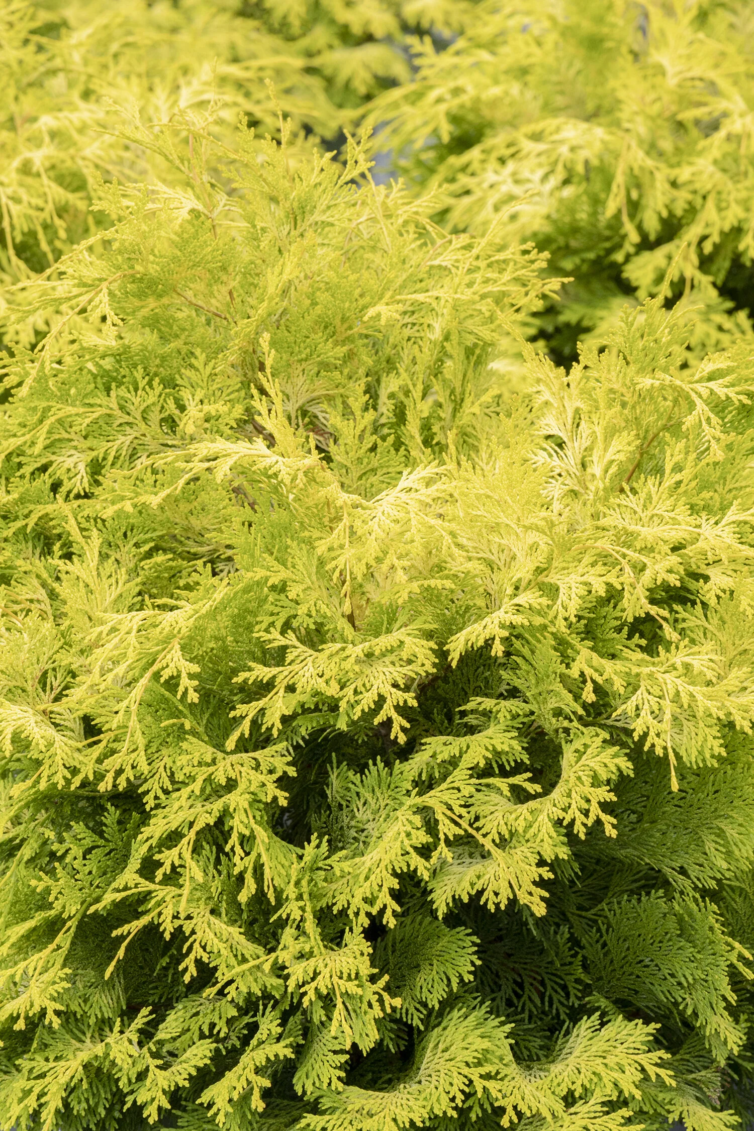 Golden Hinoki False Cypress