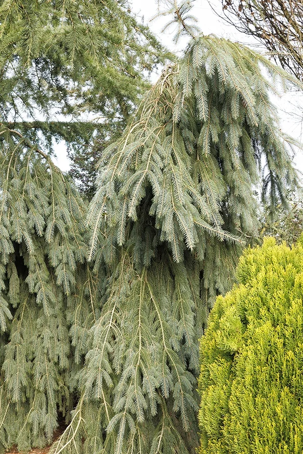 Bush's Lace Engelmann Spruce