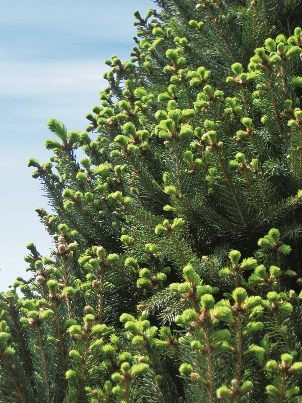 Columnar Norway Spruce