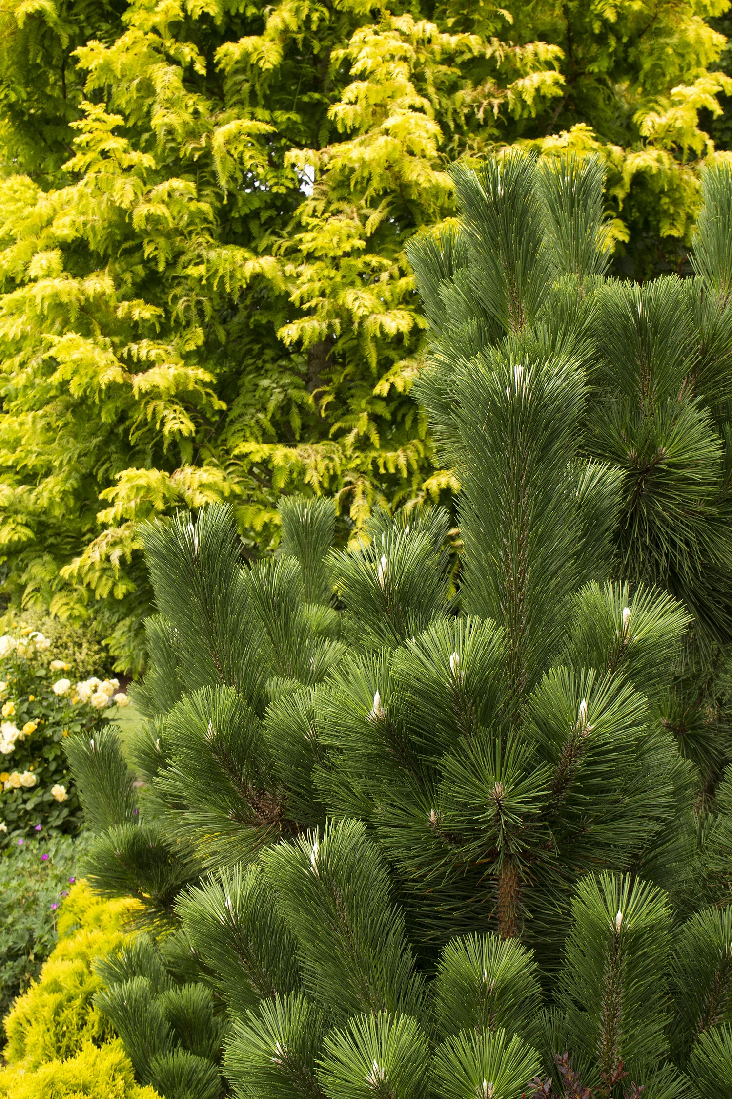 Thunderhead Japanese Black Pine 2 Thunderhead Japanese Black Pine