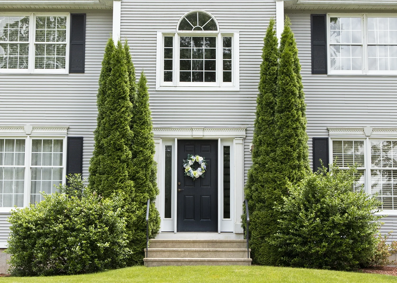 Degroot's Spire Arborvitae