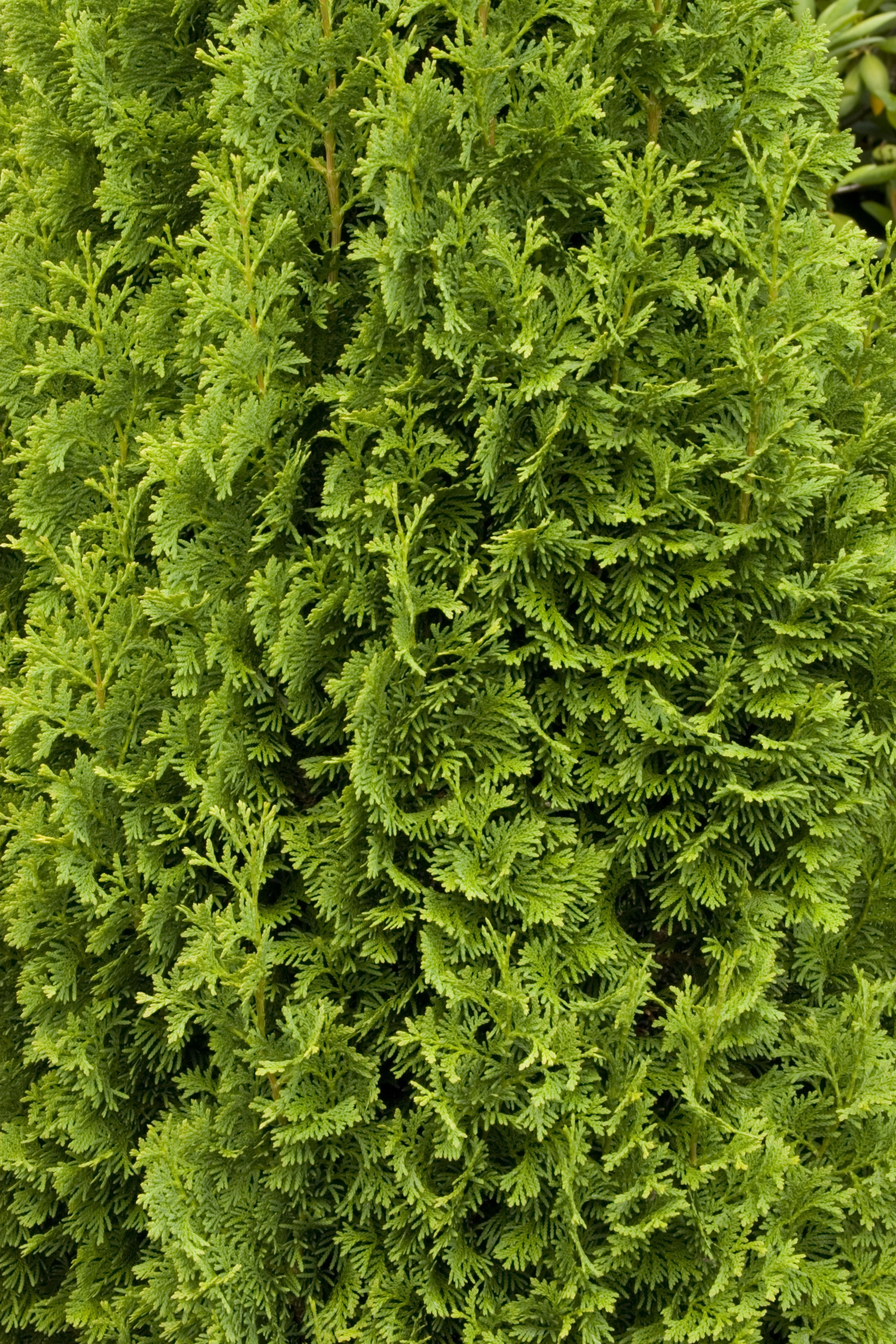 Degroot's Spire Arborvitae