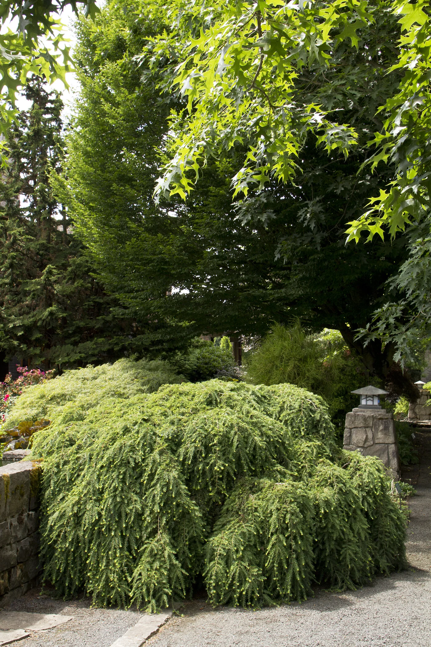 Sargent's Weeping Hemlock