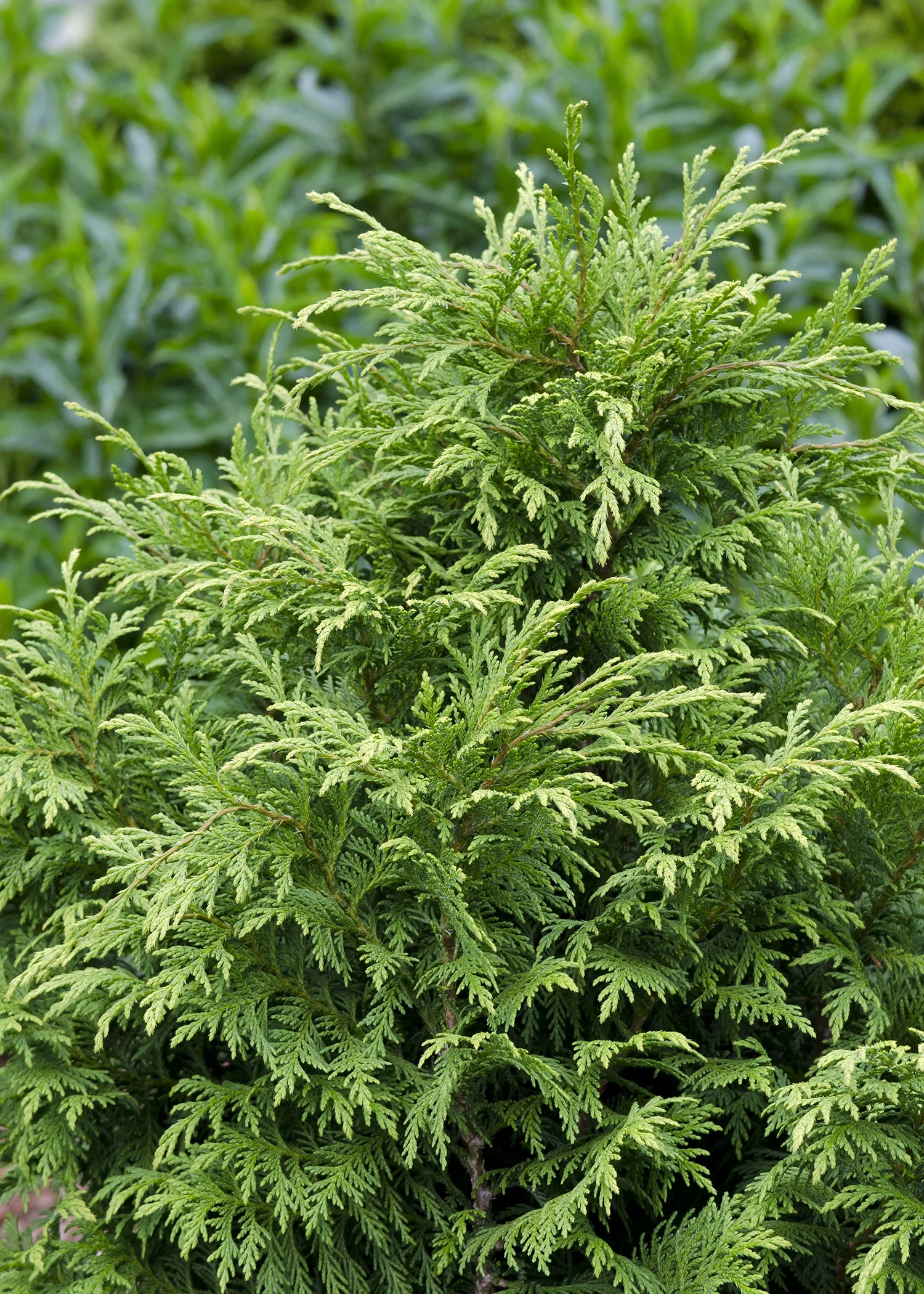 Soft Serve® False Cypress