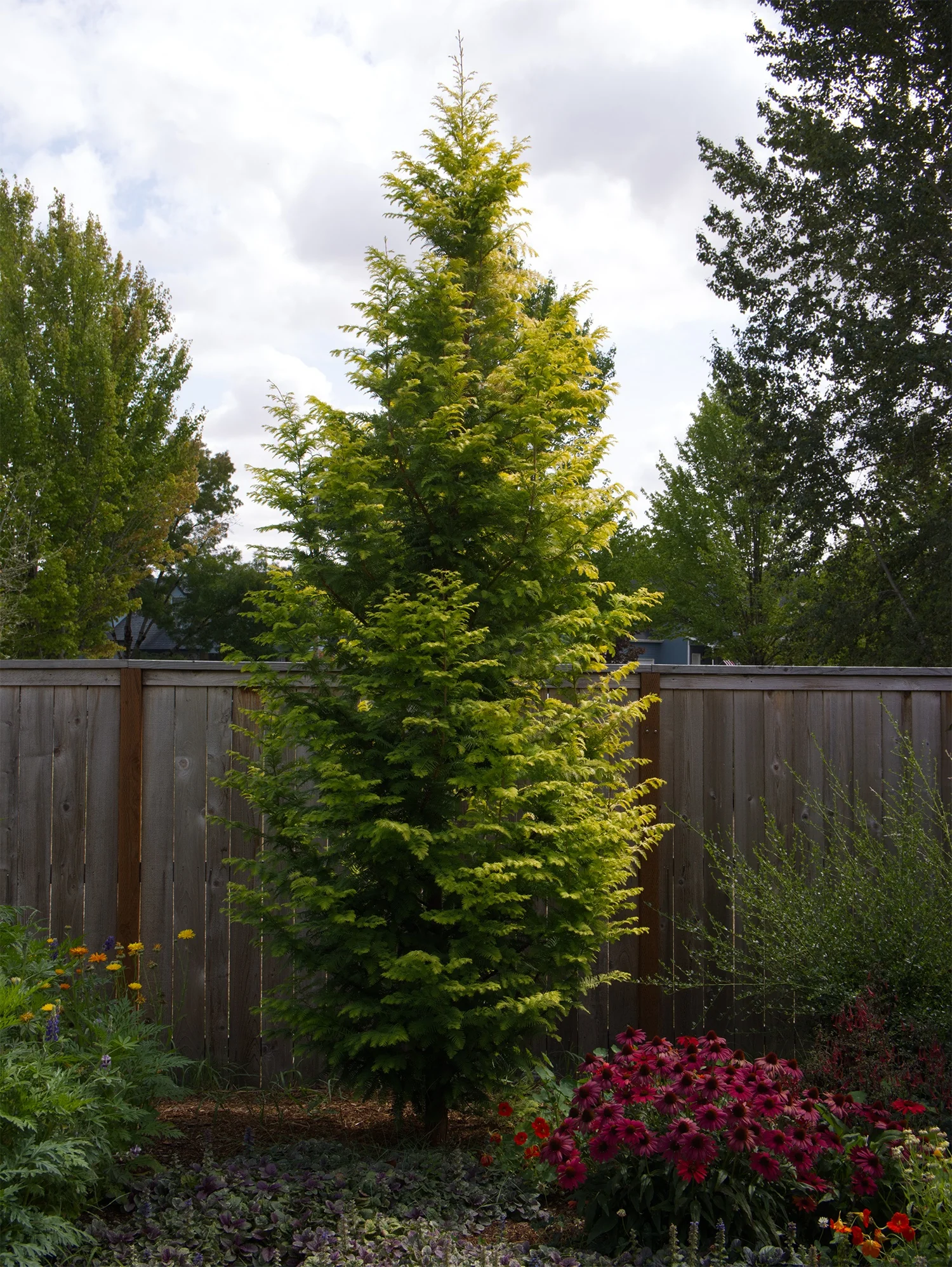 Amber Glow™ Dawn Redwood
