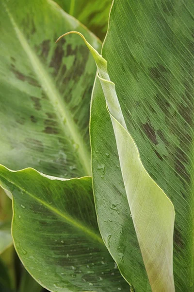 Grand Nain Banana