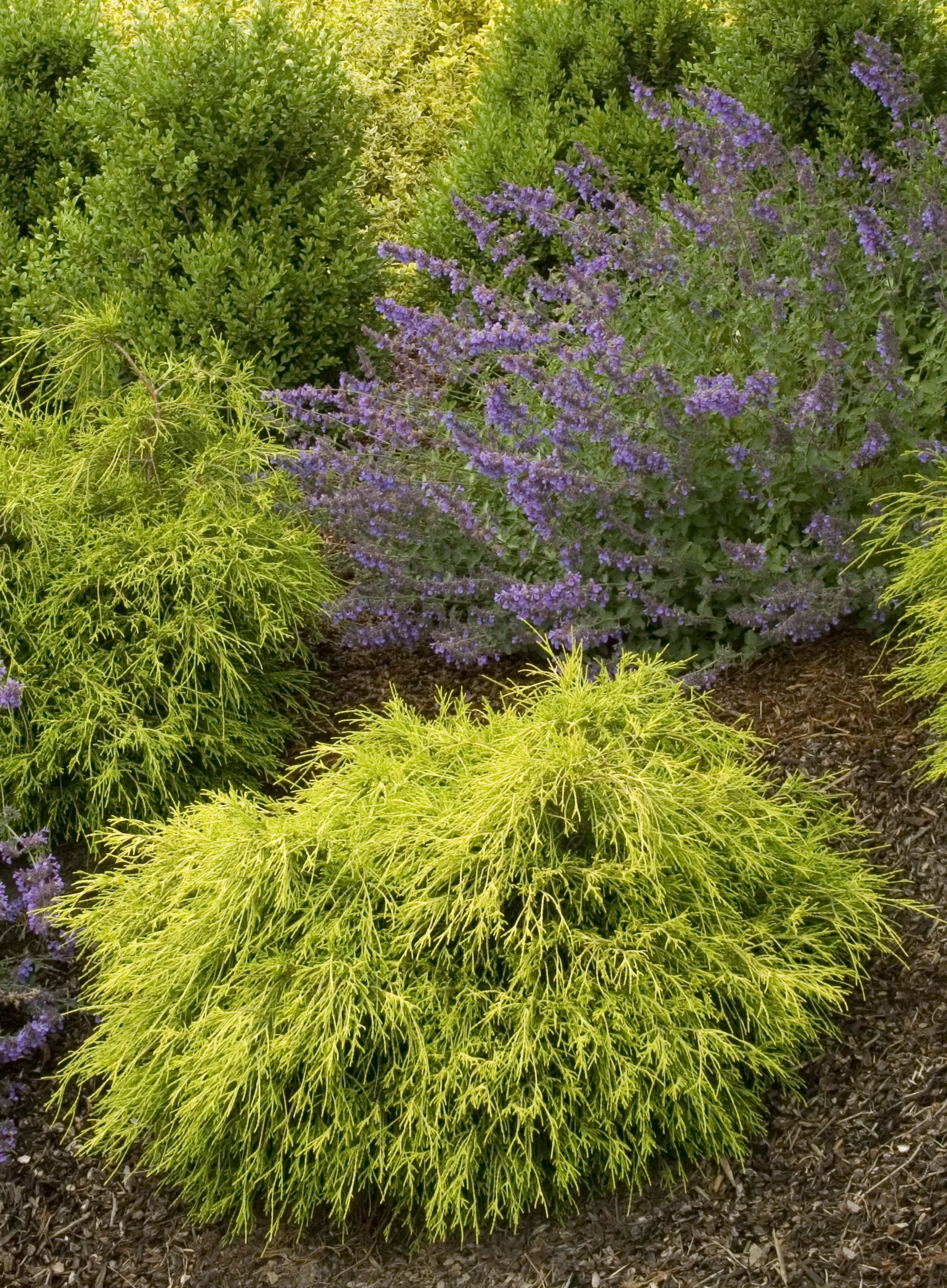 Sungold Thread-Branch Cypress