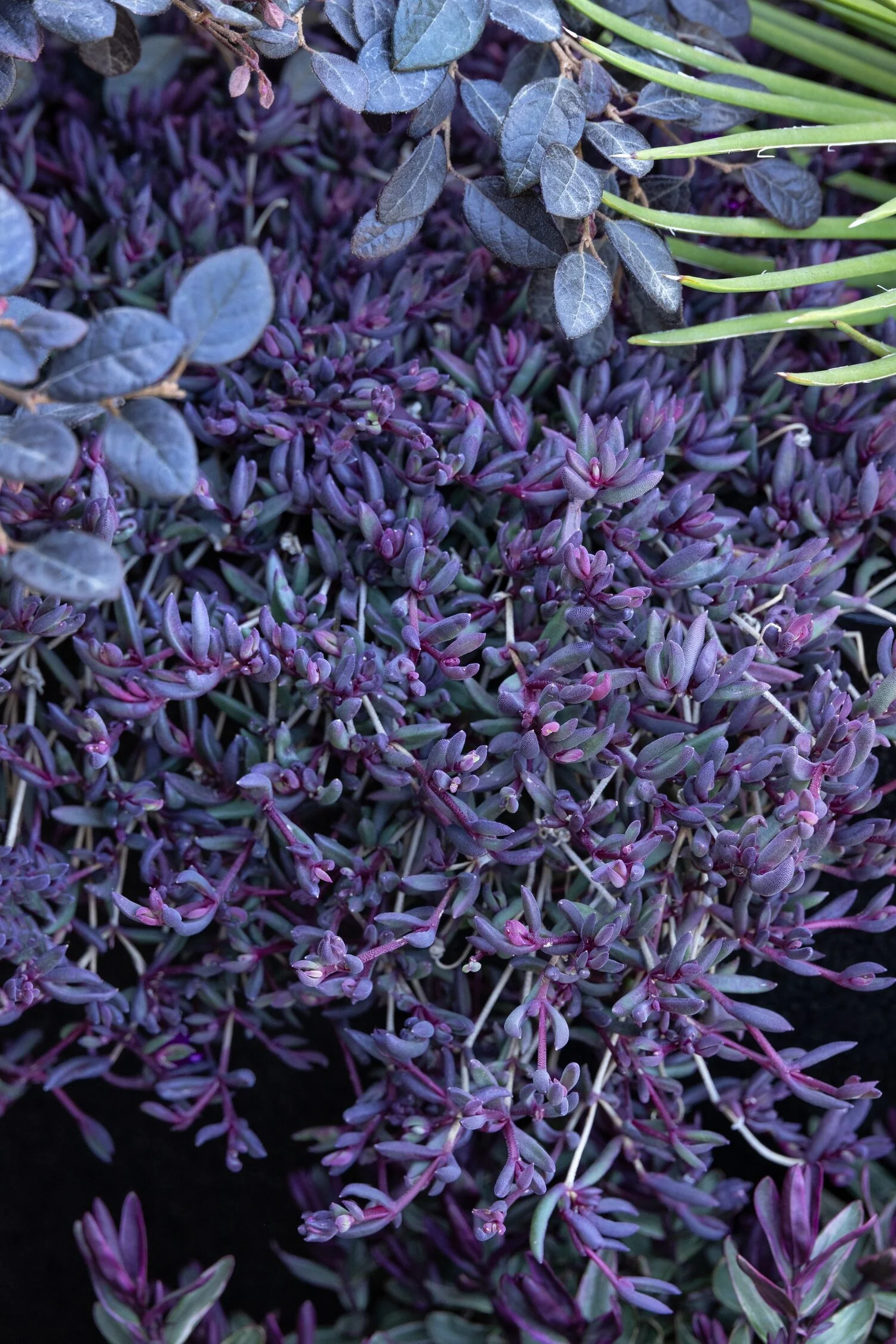 Desert Dancers Purple Ice Plant 6 Desert Dancers Purple Ice Plant
