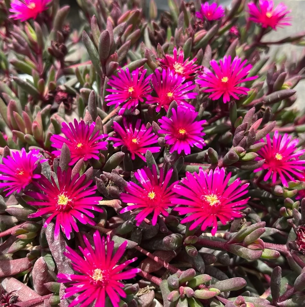 Desert Dancers Purple Ice Plant 2 Desert Dancers Purple Ice Plant