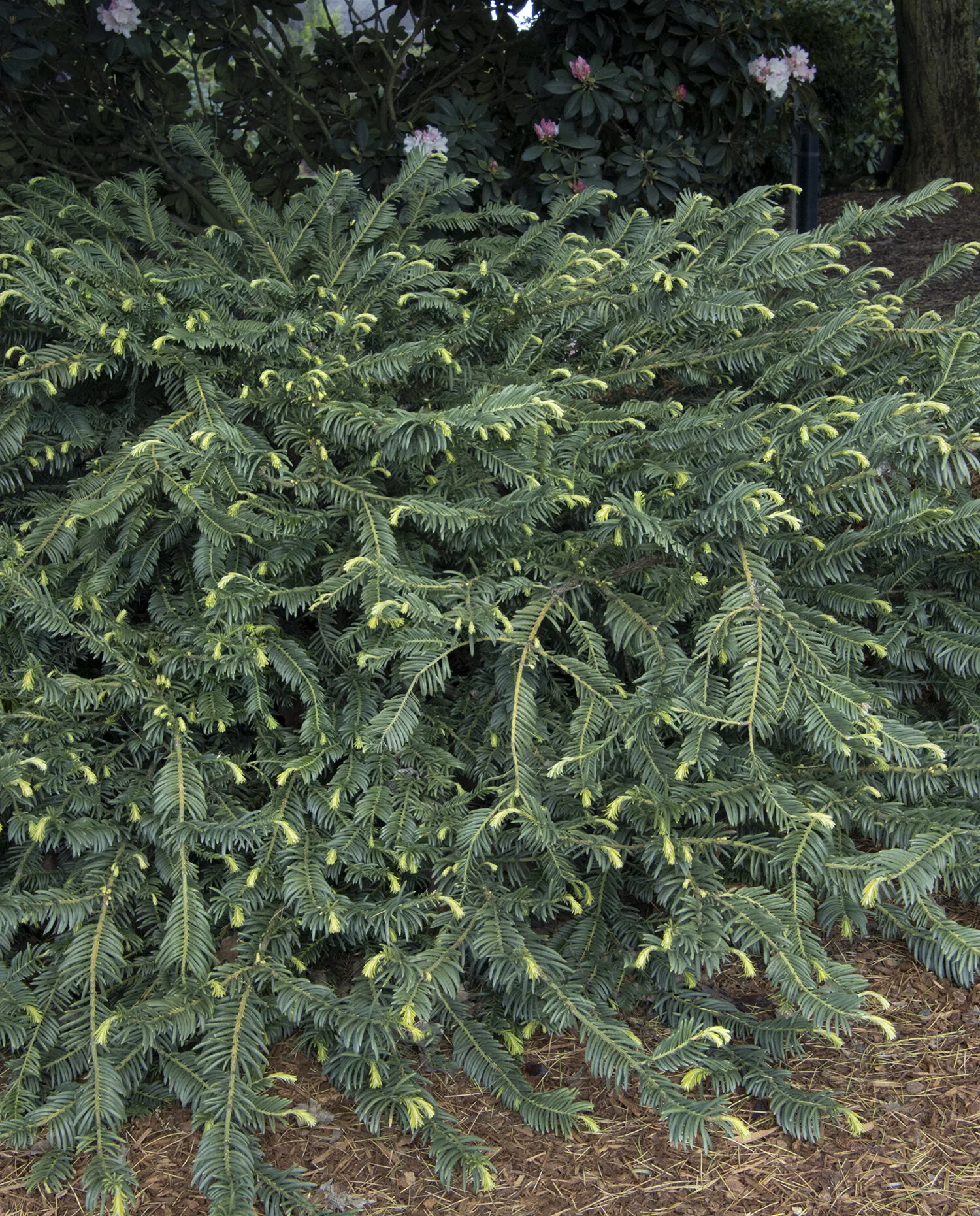 Duke Gardens Japanese Plum Yew