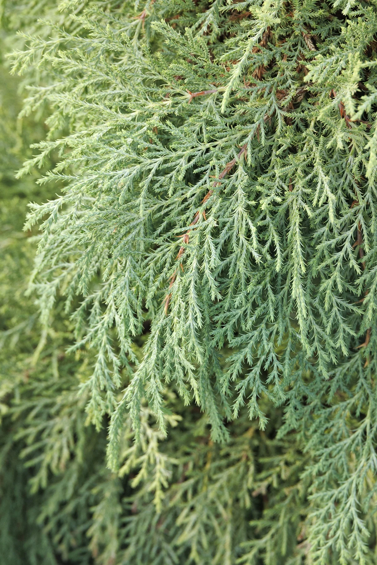 Drew's Blue™ Siberian Carpet Cypress 5 Drew's Blue™ Siberian Carpet Cypress