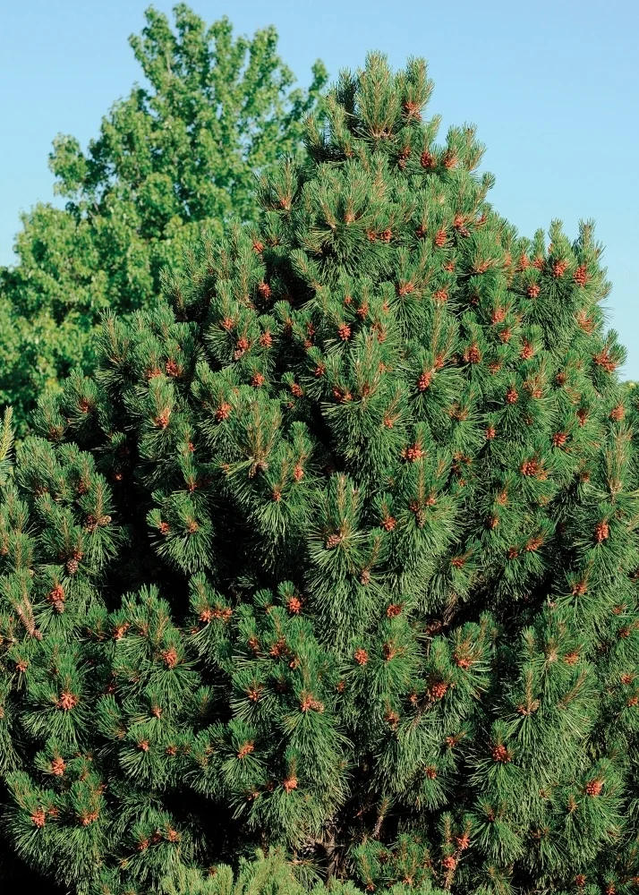 Big Tuna Mugo Pine 1 Big Tuna Mugo Pine