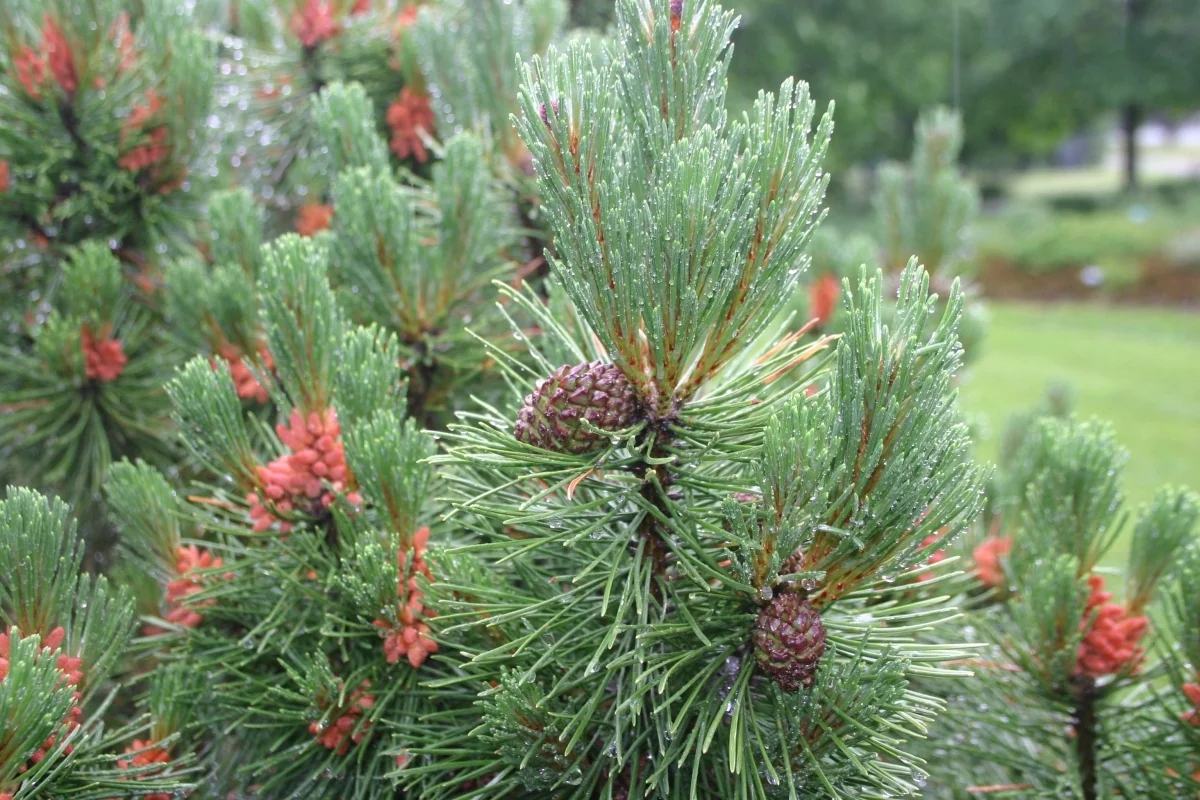 Big Tuna Mugo Pine 2 Big Tuna Mugo Pine